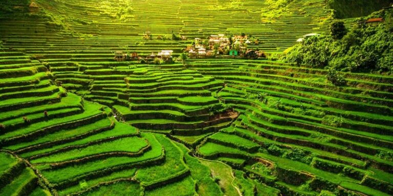 The Banaue Rice Terraces